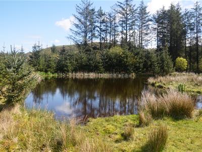 POND